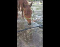 Horse drinks water from sprinkler hose