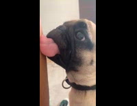 Pug looks at owner in confusion after it tells it to stop licking