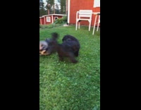 Two dogs run play grass red barn 