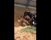 Girl kicked in face by horse