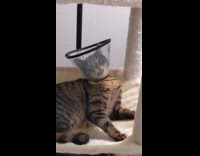 Cat licking medical cone