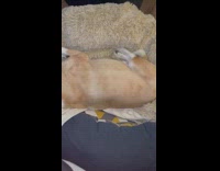 Pet dog moves and twitches in its sleep