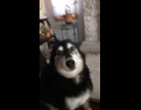 Collab Clips MPUGC - Woman asking dog to be her Valentine