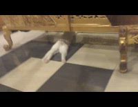 White pet cat lay down underneath the table