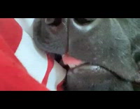 Black labrador dog sleeps tongue red shirt