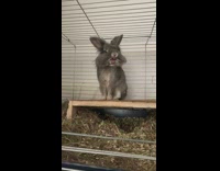 Grey bunny rabbit yawns wood platform cage