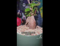 Bonsai Tree on a Plate and Flower Pot