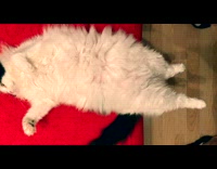 Cat yawn lay down on red couch