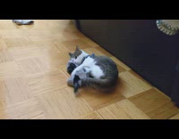 Cat play with sock on floor run