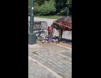 Pigeons feed on bucket for the horse
