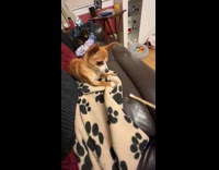 Filmer tap treat on couch near dog