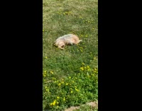 Small grey brown dog rolls on grass