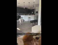 Two dogs are the weirdest dogs ever