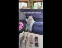 Grey puppy struggles to climb purple couch