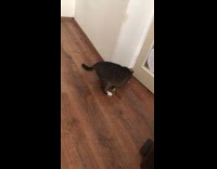 Cat grabs chip bag on the floor