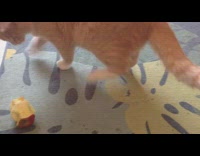 Pet cat sniffs and touches half eaten apple