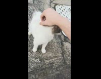 Jealous Dog Slips Under Gate for Pats