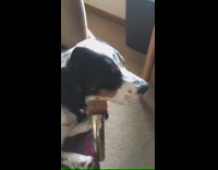 Dog sleep on chair arm snores