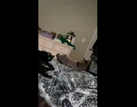 Cat rolls off of bed 