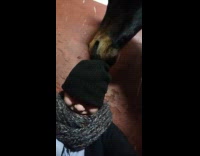 Horse tries to remove woman beanie hat