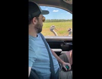 Collab Clips MPUGC - Ostriches fighting over food 