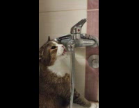 Cat lick drink tap water from faucet
