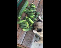 Pug dog steals cucumber zucchini bench backyard 