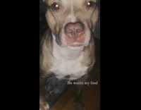 Brown white dog whines for food flash