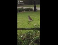 BitchMP - Owl nighttime grass sitting turn head