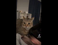 Collab Clips MPUGC - Cat scared of Trumps claims about pets being eaten