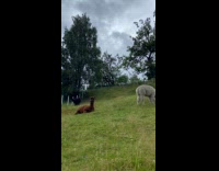 Cute fluffy alpacas in small Norway town