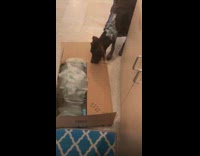 Brown Dog Plays With Open Cardboard Box