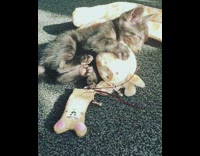 Grey kitten cat plays with giraffe toy 