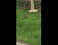 Squirrel steal food from smaller squirrel park