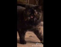 Black cat motionless stares at camera tongue