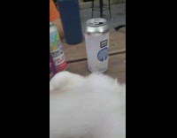 Corgi puppy lays back picnic table beer