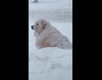 Dog chilling on the snow 