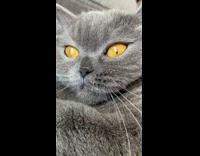 Grey Cat with Yellow Eyes Stares at Camera on Couch