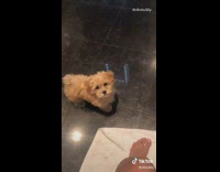 Brown dog obsessed with empty toilet rolls