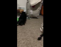 Cat on anesthesia hits by another cat 