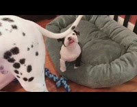 white puppy trying to bite other dogs tail 