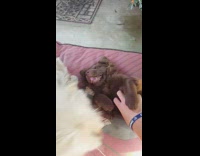 Dog wont let guy pet other dog 