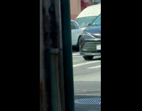 White dog rides motorcycle on sunny day