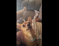 Small brown dog on couch teeth mouth chattering