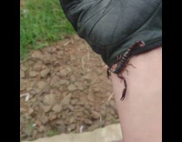 Scorpion walks on guys arm 