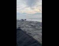 Collab DailyDoseOfInternet - Seagull laugh loudly on beach sand