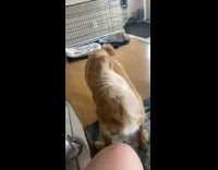 Golden retreiver puppy dog purple scrunchie 