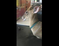brown antelope eating food and sitting on sofa