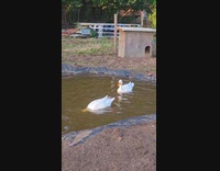 Ducks swims with face down at pond