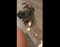 Collab Pets For All - Gray brown puppy growls and barks at doorstop on door